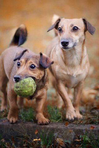 Обои взгляд, игрушка, мячик, собаки, мордочки, aleksandra chmiel, look, toy, the ball, dogs, faces разрешение 1920x1200 Загрузить