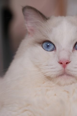 Обои кот, мордочка, усы, кошка, взгляд, голубые глаза, рэгдолл, cat, muzzle, mustache, look, blue eyes, ragdoll разрешение 2880x1800 Загрузить