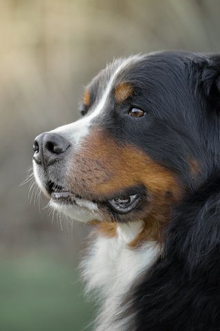 Обои морда, взгляд, собака, бернский зенненхунд, gordon rufh, face, look, dog, bernese mountain dog разрешение 1920x1200 Загрузить