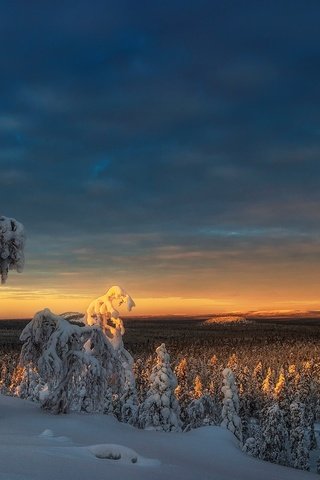 Обои небо, деревья, снег, природа, лес, закат, зима, the sky, trees, snow, nature, forest, sunset, winter разрешение 1920x1200 Загрузить