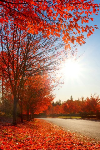 Обои дорога, природа, парк, осень, road, nature, park, autumn разрешение 2880x1800 Загрузить