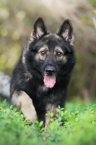 Обои природа, растения, собака, друг, язык, немецкая овчарка, nature, plants, dog, each, language, german shepherd разрешение 2560x1440 Загрузить