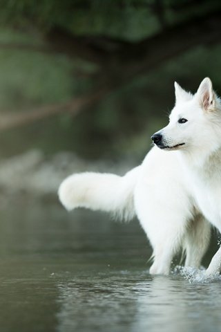 Обои вода, мордочка, взгляд, собака, боке, белая швейцарская овчарка, water, muzzle, look, dog, bokeh, the white swiss shepherd dog разрешение 1920x1200 Загрузить