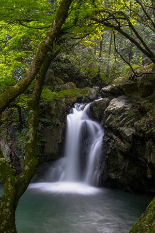 Обои деревья, река, природа, лес, водопад, мох, trees, river, nature, forest, waterfall, moss разрешение 1920x1200 Загрузить