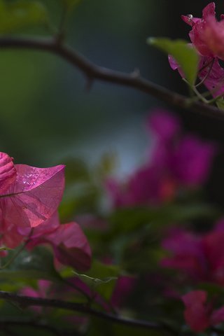 Обои цветы, растение, бугенвиллея, flowers, plant, bougainvillea разрешение 1920x1200 Загрузить