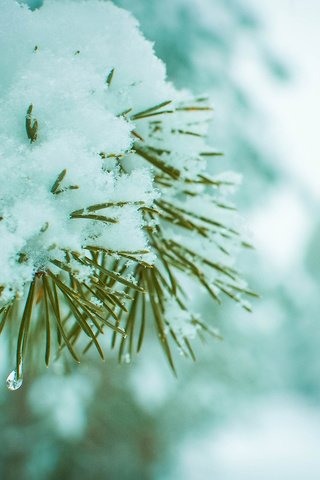 Обои ветка, снег, хвоя, зима, макро, сосна, branch, snow, needles, winter, macro, pine разрешение 1920x1200 Загрузить