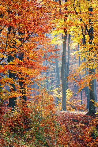 Обои природа, лес, осень, nature, forest, autumn разрешение 2880x1800 Загрузить