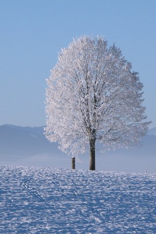 Обои горы, снег, дерево, зима, горизонт, холодно, mountains, snow, tree, winter, horizon, cold разрешение 3840x2400 Загрузить