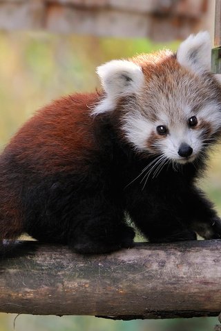 Обои мордочка, взгляд, панда, красная панда, малая панда, бамбуковый медведь, muzzle, look, panda, red panda, bamboo bear разрешение 1920x1200 Загрузить