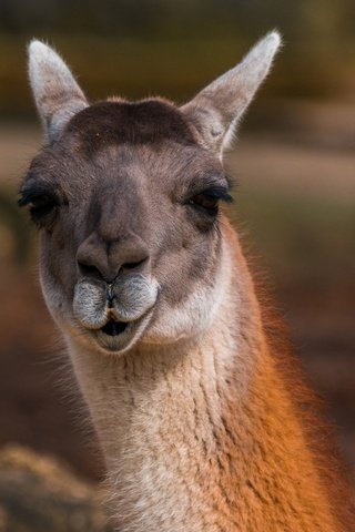 Обои глаза, морда, взгляд, животное, лама, альпака, eyes, face, look, animal, lama, alpaca разрешение 5472x3648 Загрузить