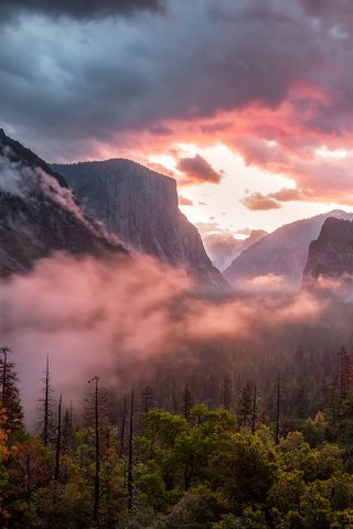 Обои лес, утро, туман, сша, долина, калифорния, национальный парк йосемити, forest, morning, fog, usa, valley, ca, yosemite national park разрешение 3840x2160 Загрузить
