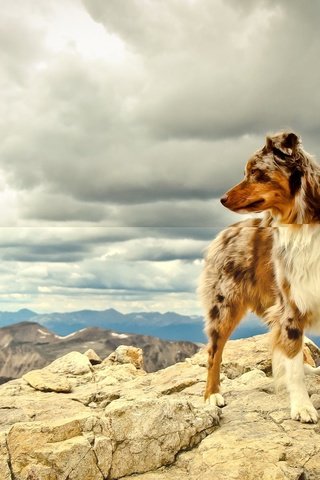 Обои небо, облака, горы, собака, австралийская овчарка, the sky, clouds, mountains, dog, australian shepherd разрешение 1920x1200 Загрузить