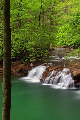 Обои деревья, река, природа, лес, водопад, trees, river, nature, forest, waterfall разрешение 1920x1200 Загрузить