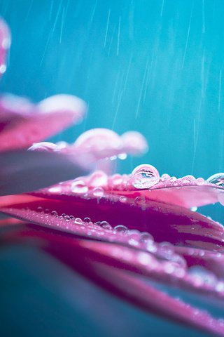 Обои цветок, капли, лепестки, дождь, боке, гербера, капли дождя, flower, drops, petals, rain, bokeh, gerbera, raindrops разрешение 1920x1200 Загрузить