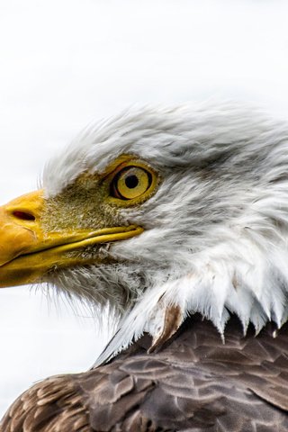 Обои морда, орел, профиль, птица, клюв, перья, белоголовый орлан, face, eagle, profile, bird, beak, feathers, bald eagle разрешение 2048x1463 Загрузить