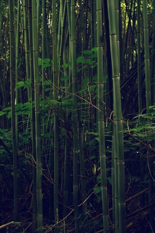 Обои деревья, лес, листва, бамбук, trees, forest, foliage, bamboo разрешение 3840x2160 Загрузить