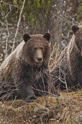 Обои лес, медведь, хищник, медведи, forest, bear, predator, bears разрешение 4000x2702 Загрузить