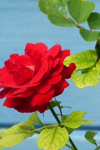 Обои листья, цветок, роза, лепестки, куст, стебли, красная роза, leaves, flower, rose, petals, bush, stems, red rose разрешение 4608x3456 Загрузить