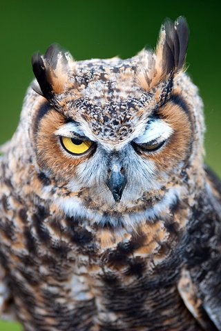 Обои сова, фон, хищник, птица, клюв, перья, филин, ушастая сова, owl, background, predator, bird, beak, feathers, long-eared owl разрешение 4256x2832 Загрузить
