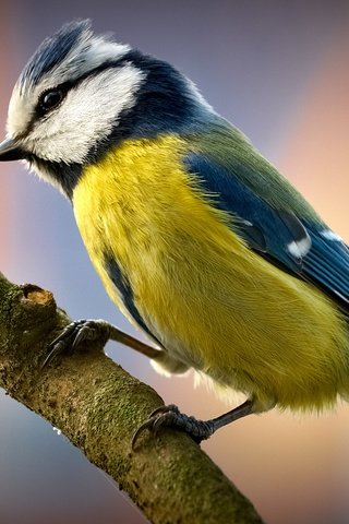 Обои ветка, природа, фон, птица, клюв, перья, синица, branch, nature, background, bird, beak, feathers, tit разрешение 2560x1600 Загрузить