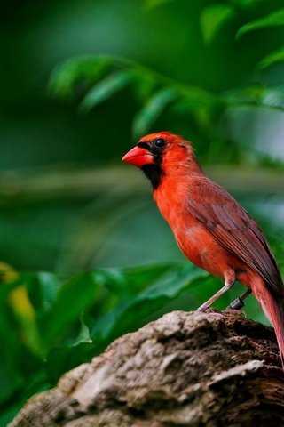 Обои природа, листья, фон, крылья, птица, клюв, перья, кардинал, nature, leaves, background, wings, bird, beak, feathers, cardinal разрешение 2560x1600 Загрузить