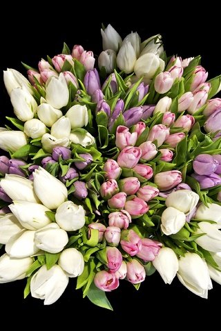 Обои цветы, черный фон, букет, тюльпаны, flowers, black background, bouquet, tulips разрешение 3000x2260 Загрузить