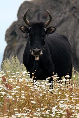 Обои ромашки, рога, корова, полевые цветы, бык, chamomile, horns, cow, wildflowers, bull разрешение 4752x3168 Загрузить