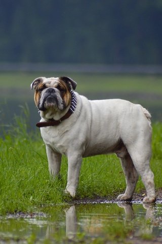 Обои трава, взгляд, собака, ошейник, лужа, бульдог, grass, look, dog, collar, puddle, bulldog разрешение 4512x3000 Загрузить