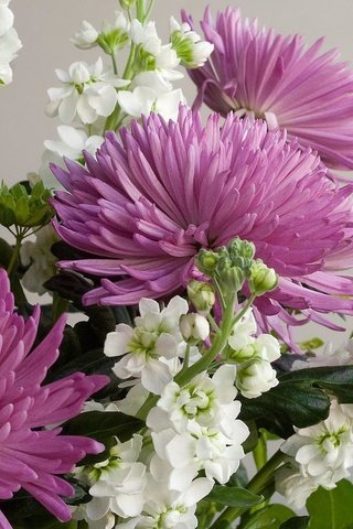 Обои цветы, букет, хризантемы, flowers, bouquet, chrysanthemum разрешение 2000x1450 Загрузить