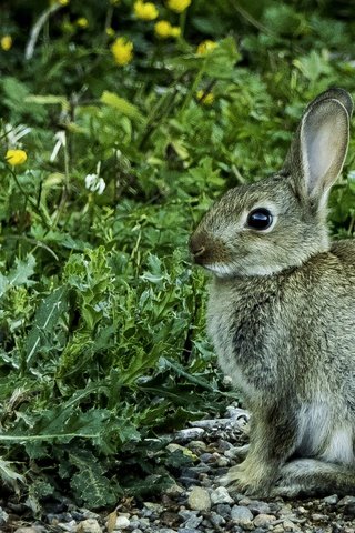 Обои цветы, трава, камни, кролик, животное, заяц, flowers, grass, stones, rabbit, animal, hare разрешение 3313x1873 Загрузить