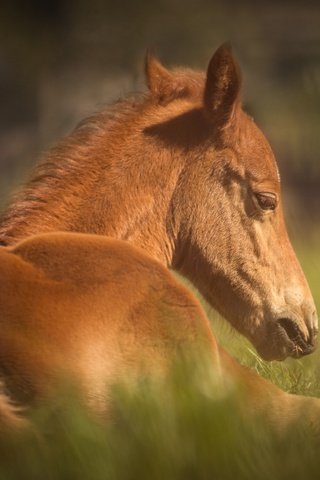 Обои лошадь, трава, животное, конь, horse, grass, animal разрешение 6000x4000 Загрузить