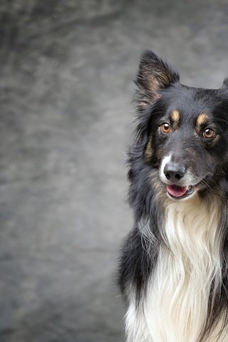 Обои мордочка, взгляд, собака, колли, muzzle, look, dog, collie разрешение 2048x1285 Загрузить