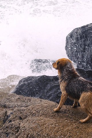 Обои река, камни, собака, всплеск, river, stones, dog, splash разрешение 4105x2736 Загрузить