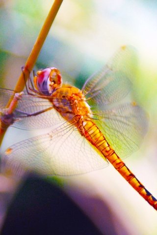 Обои макро, насекомое, крылья, размытость, стрекоза, macro, insect, wings, blur, dragonfly разрешение 3872x2592 Загрузить