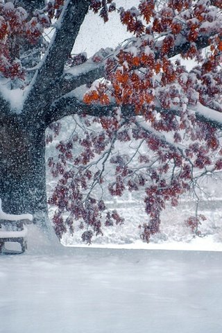 Обои снег, природа, дерево, листья, зима, парк, ветки, скамейка, snow, nature, tree, leaves, winter, park, branches, bench разрешение 1920x1200 Загрузить
