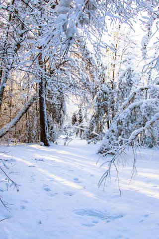Обои природа, лес, зима, valery chernodedov, nature, forest, winter разрешение 3840x2400 Загрузить