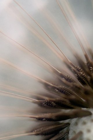 Обои макро, цветок, одуванчик, пушинки, семена одуванчика, macro, flower, dandelion, fuzzes разрешение 1920x1200 Загрузить