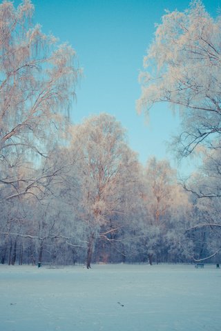 Обои небо, деревья, снег, природа, лес, зима, березы, kamil porembinski, the sky, trees, snow, nature, forest, winter, birch разрешение 3840x2400 Загрузить