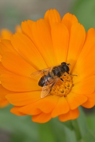 Обои макро, насекомое, цветок, лепестки, крылья, пчела, календула, ноготки, macro, insect, flower, petals, wings, bee, calendula, marigolds разрешение 3264x2448 Загрузить