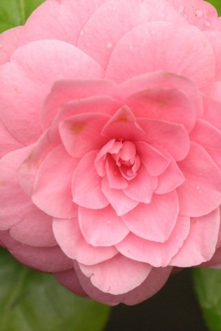 Обои цветок, лепестки, розовый, камелия, flower, petals, pink, camellia разрешение 3264x2448 Загрузить
