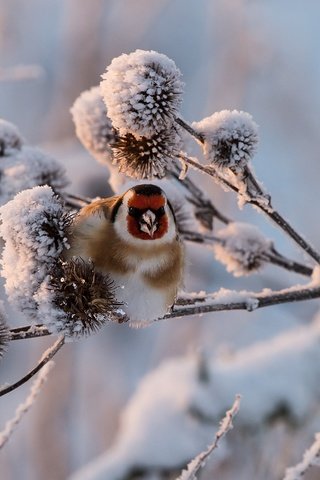 Обои снег, растения, зима, птица, щегол, snow, plants, winter, bird, goldfinch разрешение 2990x1708 Загрузить