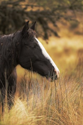 Обои лошадь, трава, поле, конь, грива, ло, fü, mezö, sövény, horse, grass, field, mane, lo разрешение 2048x1232 Загрузить