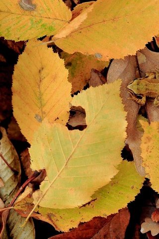 Обои природа, листья, осень, лягушка, желтые листья, nature, leaves, autumn, frog, yellow leaves разрешение 1920x1200 Загрузить