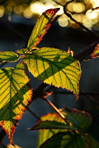Обои листья, боке, солнечный свет, leaves, bokeh, sunlight разрешение 6016x4000 Загрузить