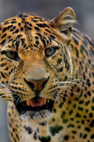Обои морда, усы, взгляд, леопард, хищник, дикая кошка, face, mustache, look, leopard, predator, wild cat разрешение 3600x2797 Загрузить