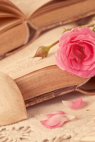 Обои цветок, роза, лепестки, книги, сердце, любовь, романтика, flower, rose, petals, books, heart, love, romance разрешение 5616x3744 Загрузить