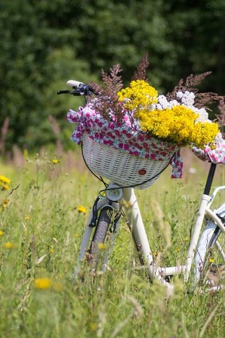 Обои цветы, растения, луг, корзина, полевые цветы, велосипед, flowers, plants, meadow, basket, wildflowers, bike разрешение 5184x3456 Загрузить