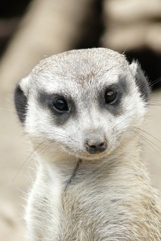 Обои глаза, мордочка, взгляд, сурикат, eyes, muzzle, look, meerkat разрешение 3264x2176 Загрузить