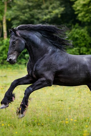 Обои лошадь, трава, конь, грива, хвост, беег, horse, grass, mane, tail, beeg разрешение 1920x1200 Загрузить