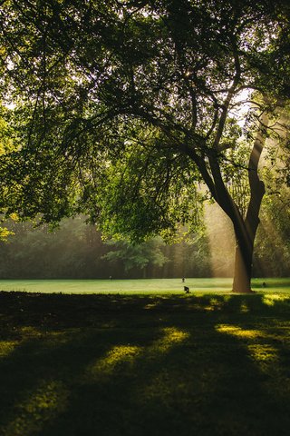 Обои деревья, природа, лучи, парк, ветки, солнечные лучи, trees, nature, rays, park, branches, the sun's rays разрешение 3840x2400 Загрузить